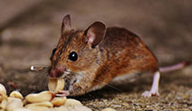 24 Hour & Emergency Exterminators in South Paterson, NJ